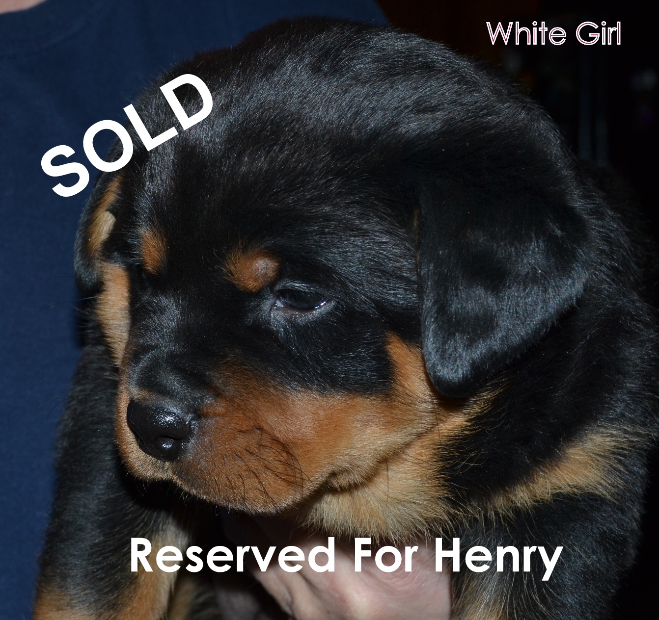 sold henry